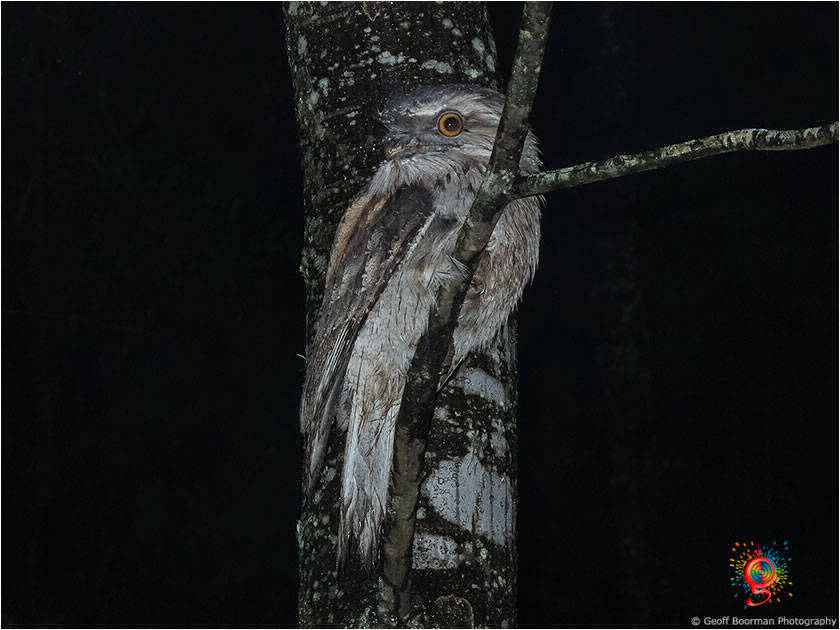 Tawny Frogmouth at Wombolly