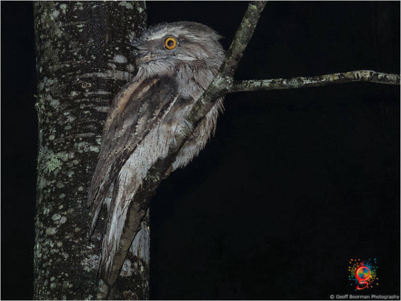 Tawny Frogmouth at Wombolly