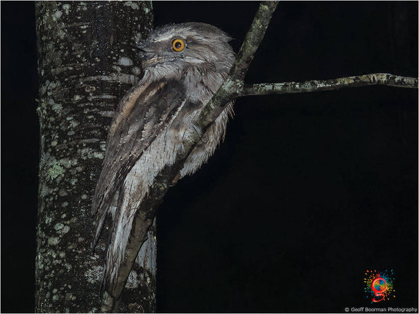 Tawny Frogmouth at Wombolly