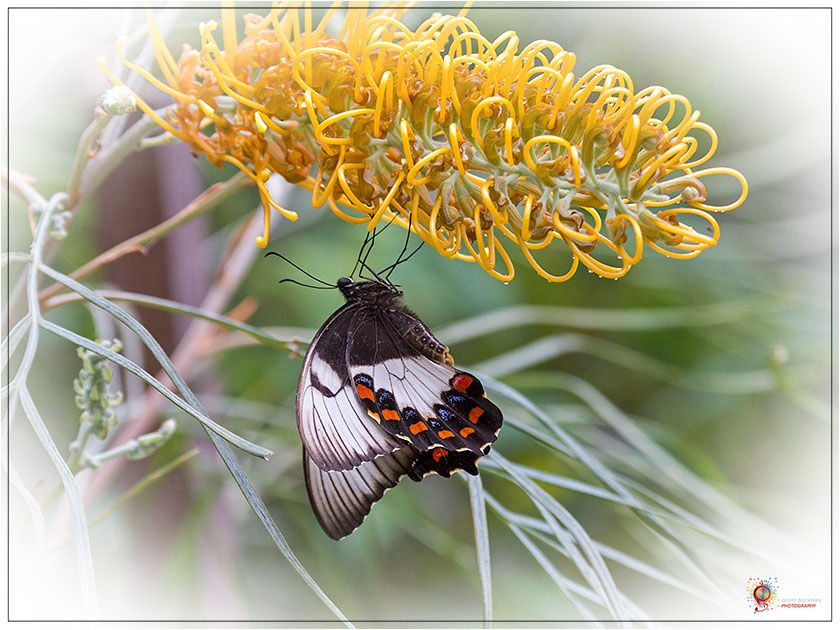 Wombolly Insects