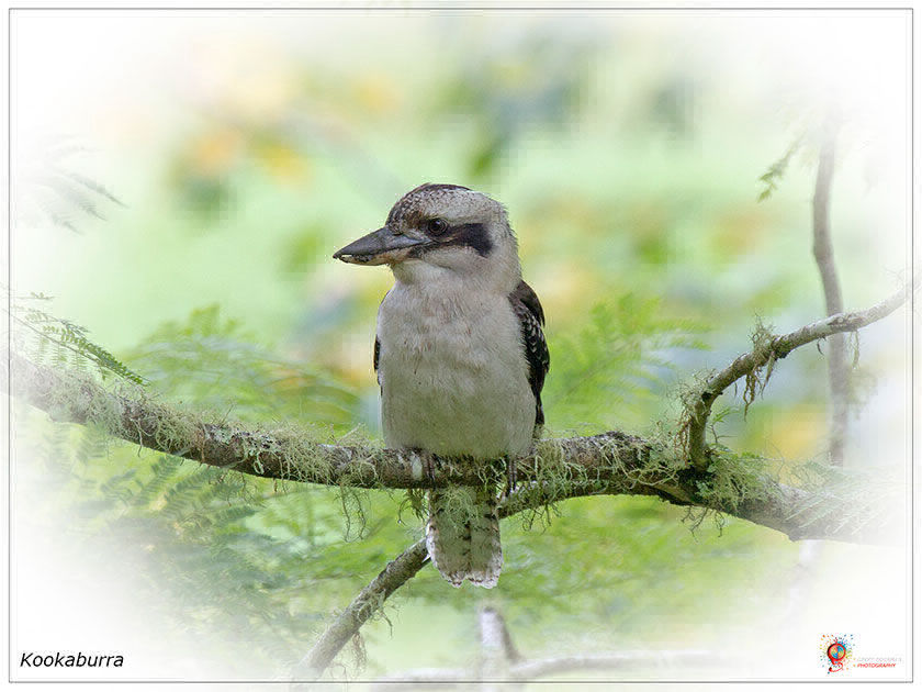 Kookaburra at Wombolly