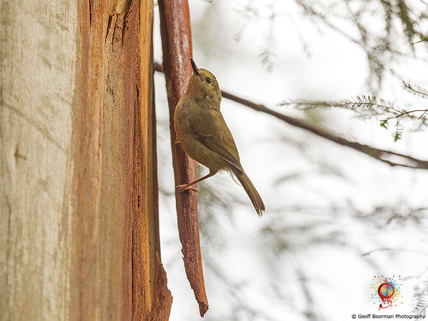 Wombolly Large-billed Scrubwren