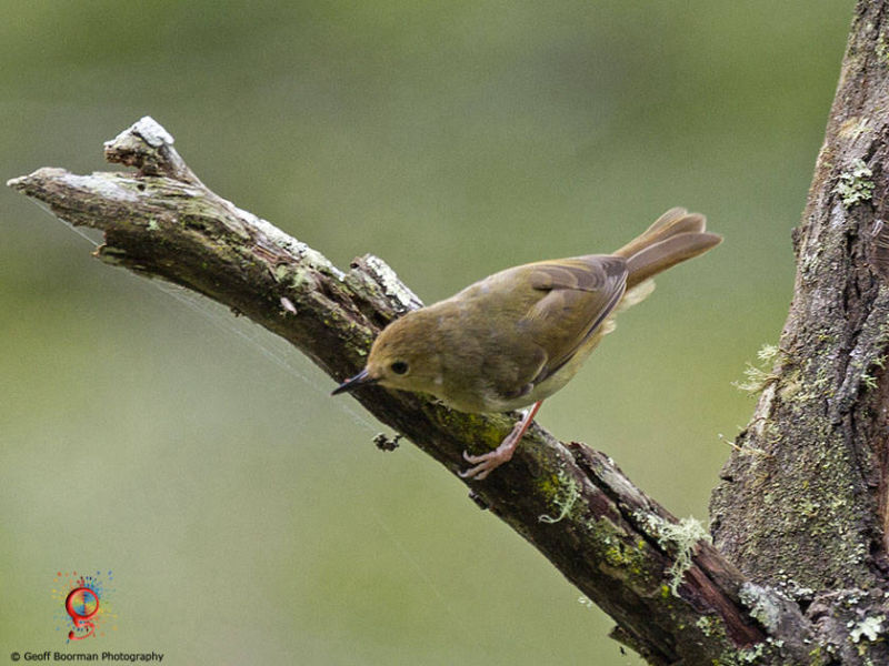 Wombolly Large-billed Scrubwren