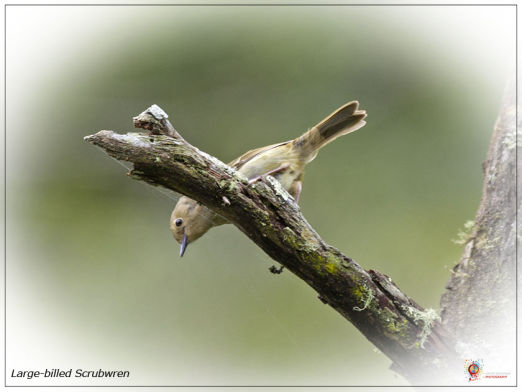 Large-billed Scrubwren at Wombolly