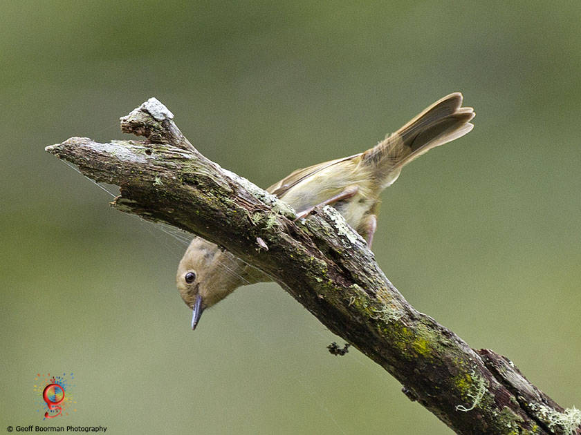 Wombolly Large-billed Scrubwren