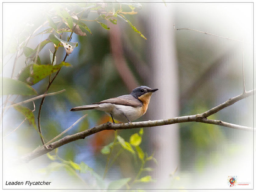 Leaden Flycatcher at Wombolly