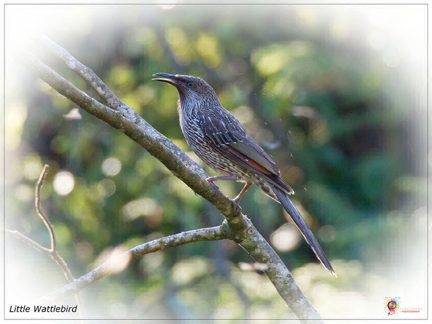 Little Wattlebird at Wombolly