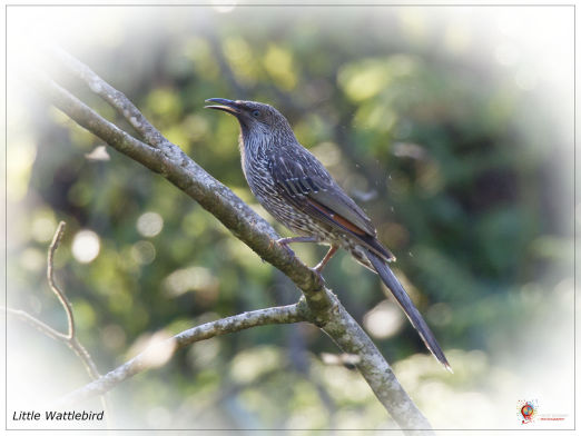 Wombolly Little Wattle Bird