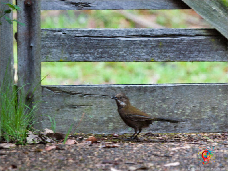 Eastern Whipbird at Wombolly