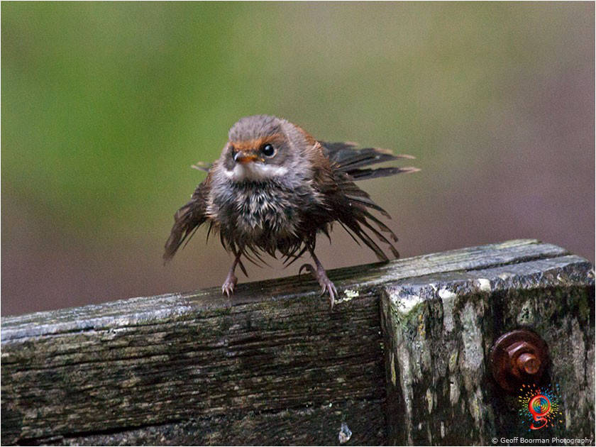 Rufous Fantail at Wombolly