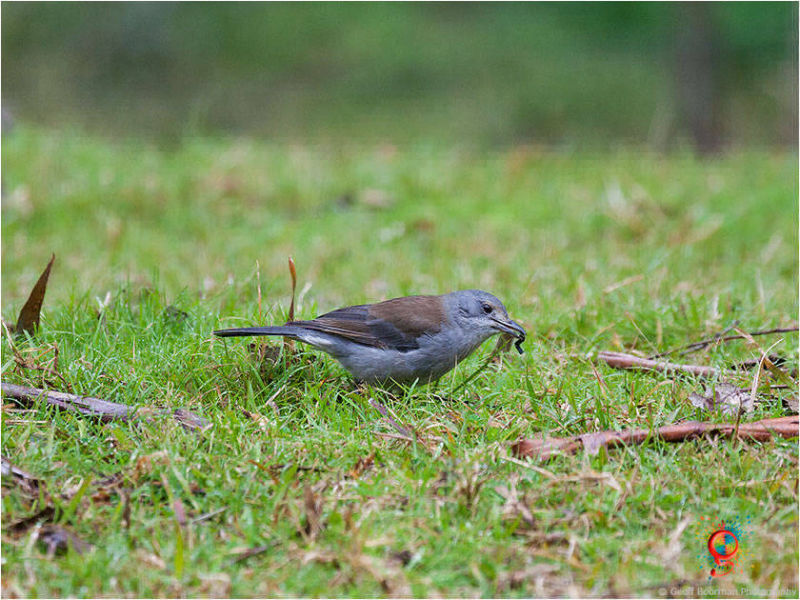 Grey Shrike-thrush at Wombolly