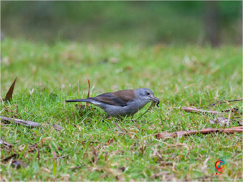 Grey Shrike-thrush at Wombolly