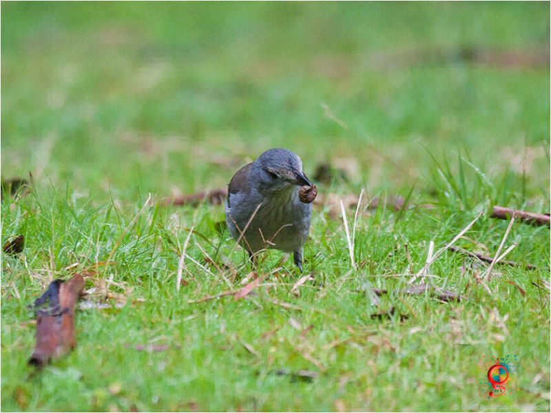 Grey Shrike-thrush at Wombolly