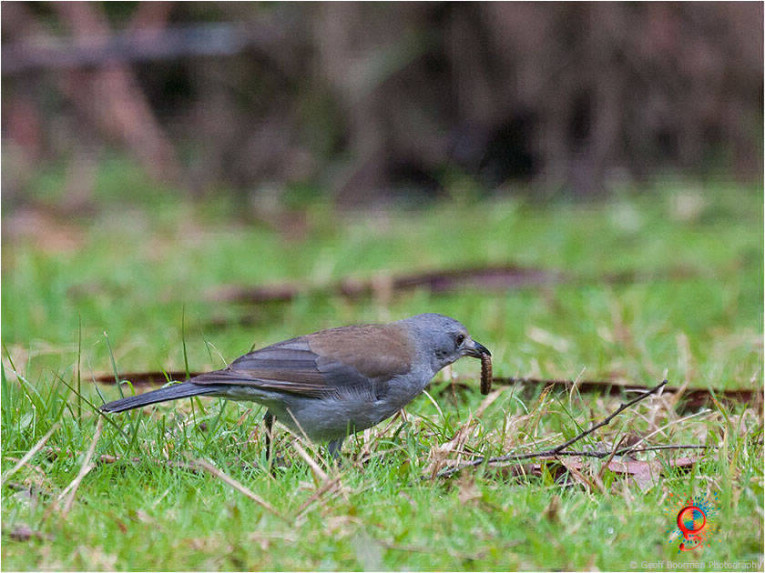 Grey Shrike-thrush at Wombolly