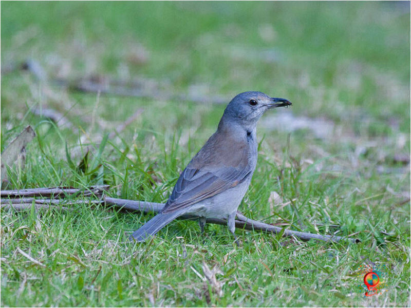 Grey Shrike-thrush at Wombolly