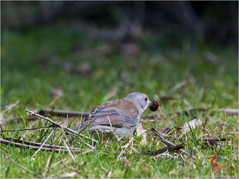 Grey Shrike-thrush at Wombolly