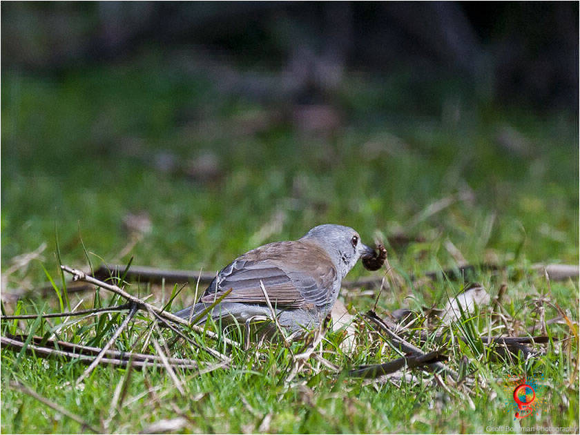 Grey Shrike-thrush at Wombolly