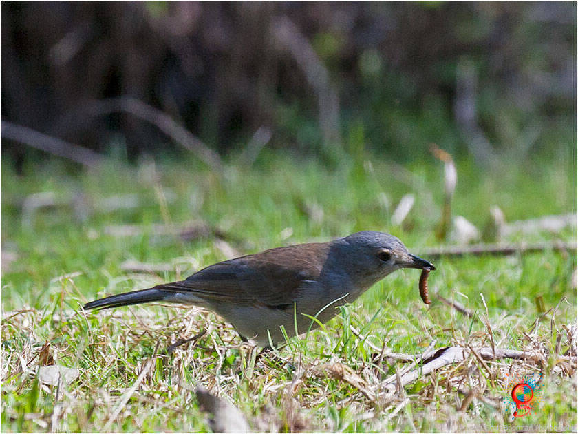 Grey Shrike-thrush at Wombolly