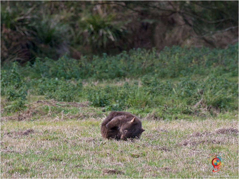 Wombats at Wombolly