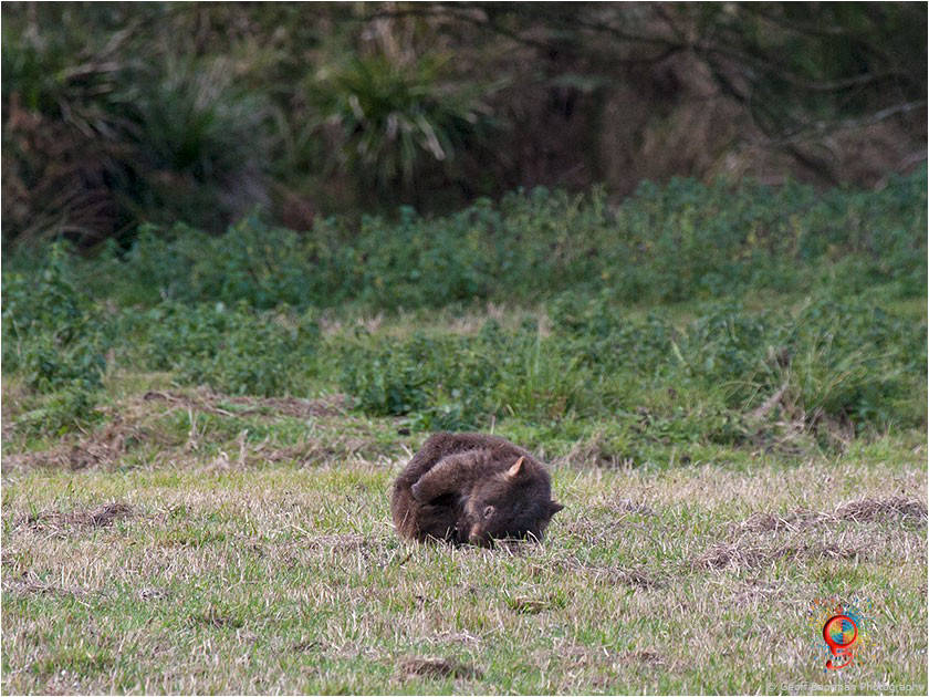 Wombats at Wombolly