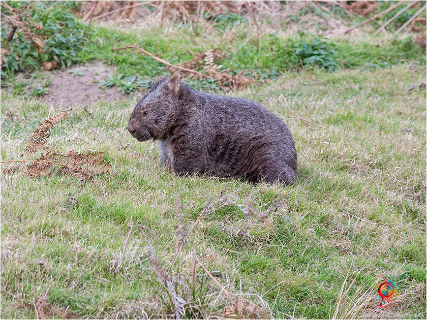 Wombats at Wombolly