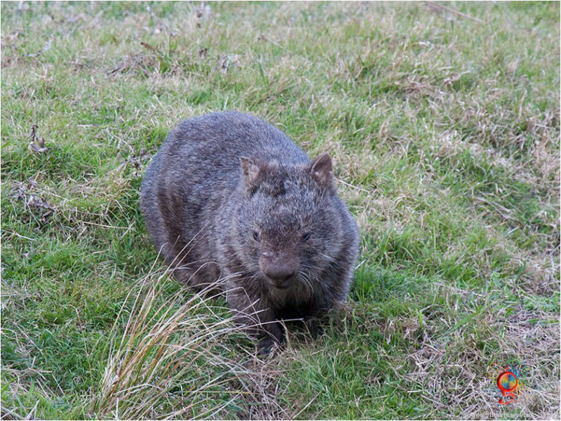 Wombats at Wombolly