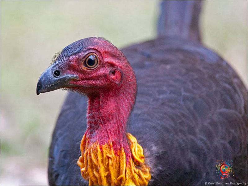 Brush-turkey at Wombolly