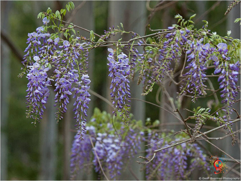 Wombolly
