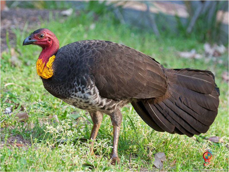 Brush-turkey at Wombolly