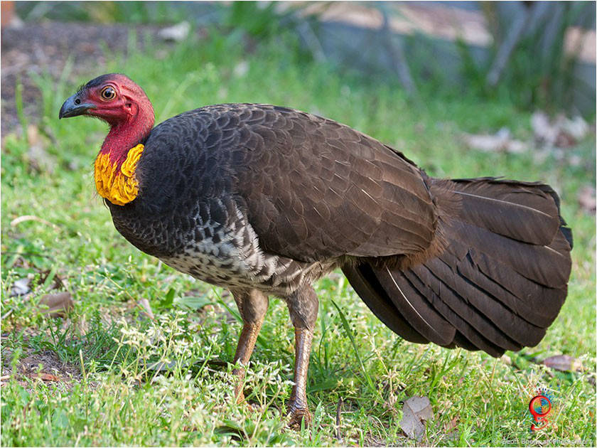 Brush-turkey at Wombolly
