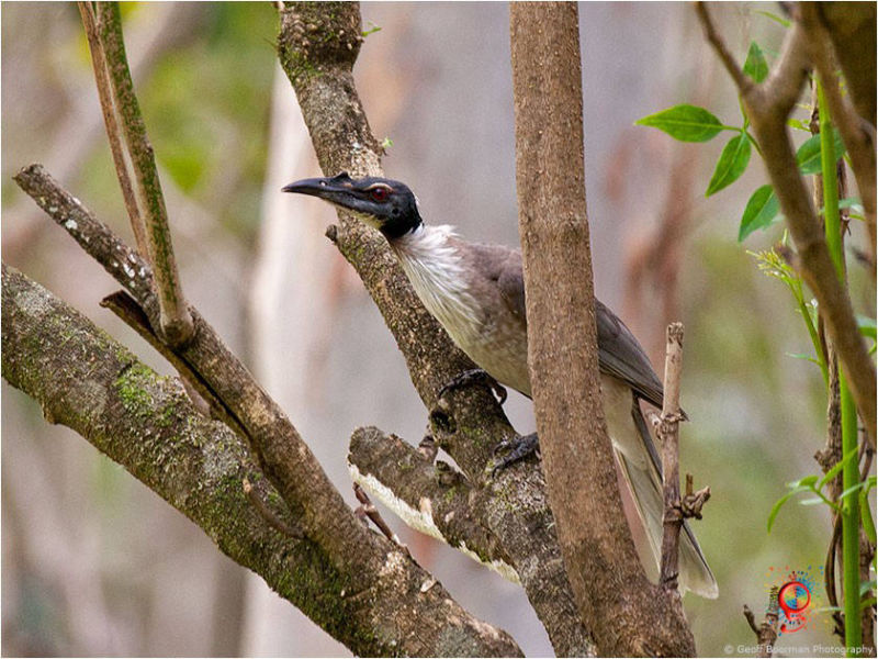Noisy Friarbird at Wombolly