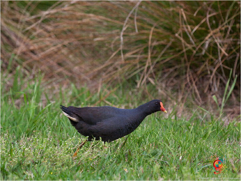 Dusky Moorhen at Wombolly