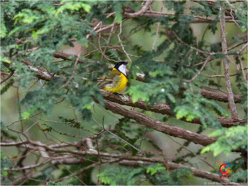 Golden Whistler at Wombolly