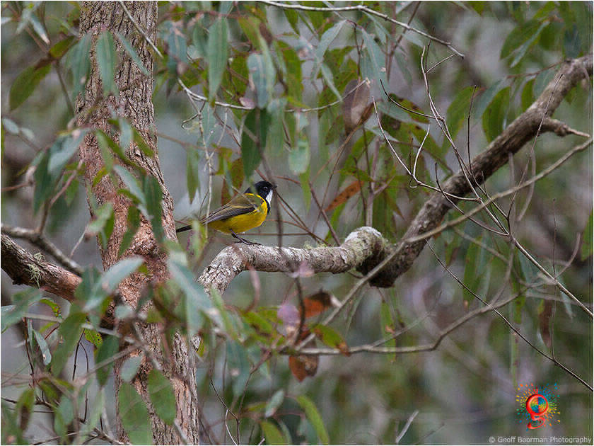 Golden Whistler at Wombolly
