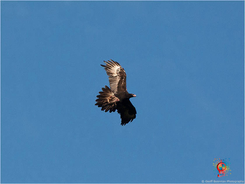 Wedge-tailed Eagle over Wombolly