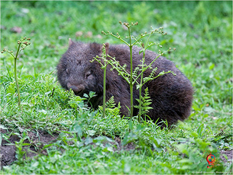 Wombats at Wombolly