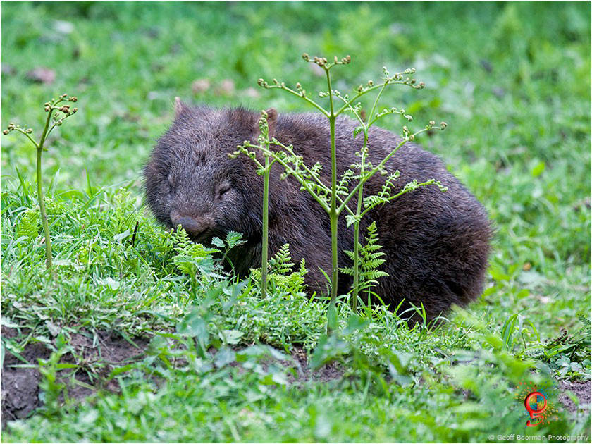 Wombats at Wombolly