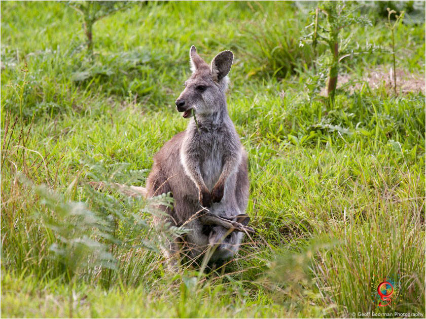 Wallaroos at Wombolly