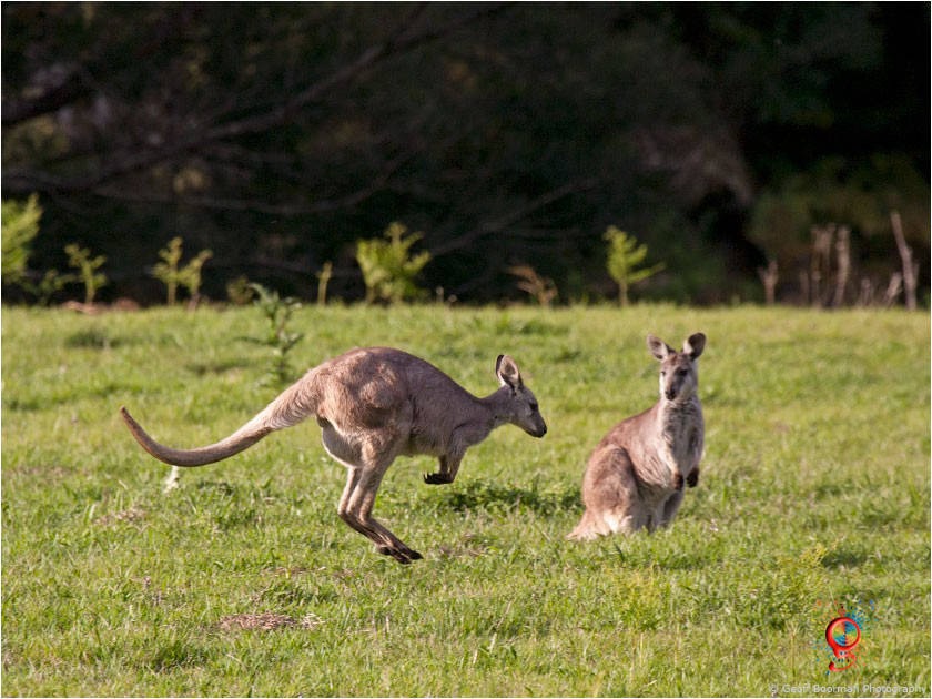 Wallaroos at Wombolly