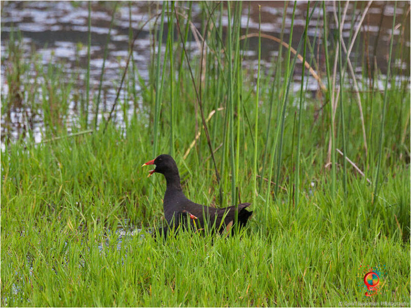 Dusky Moorhen at Wombolly