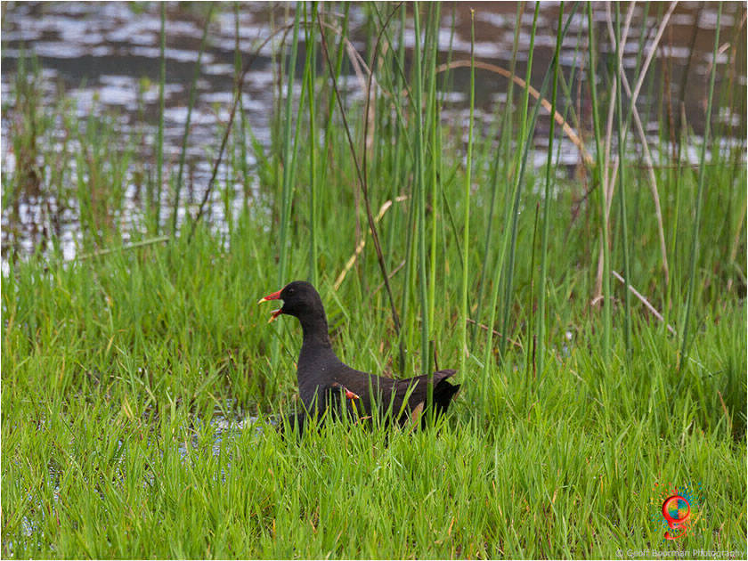 Dusky Moorhen at Wombolly