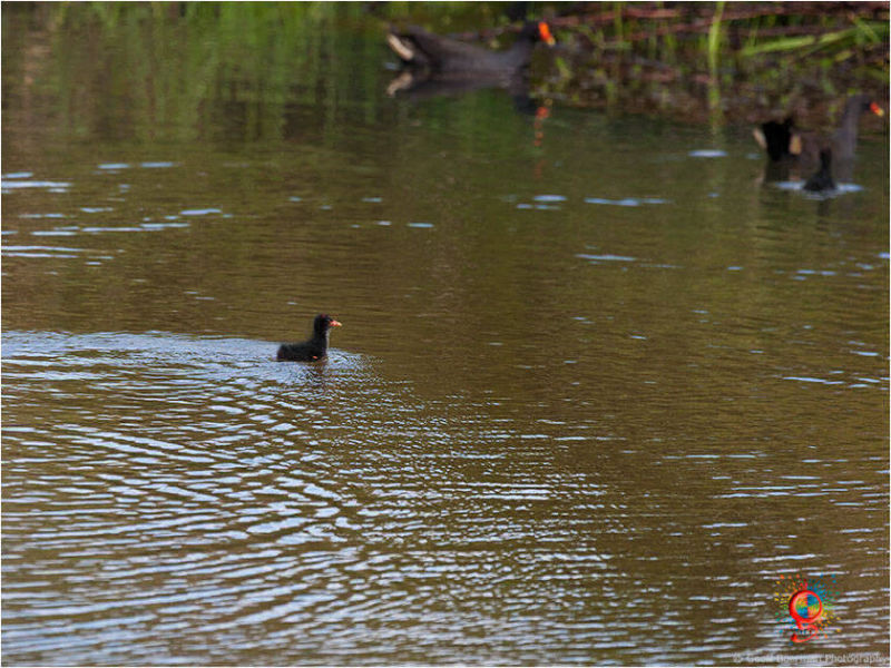 Dusky Moorhen at Wombolly