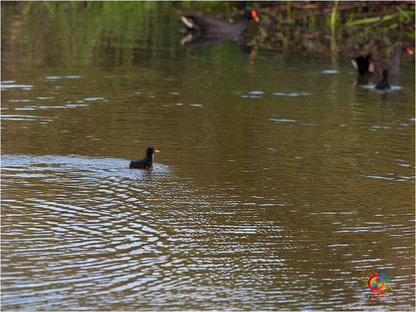 Dusky Moorhen at Wombolly