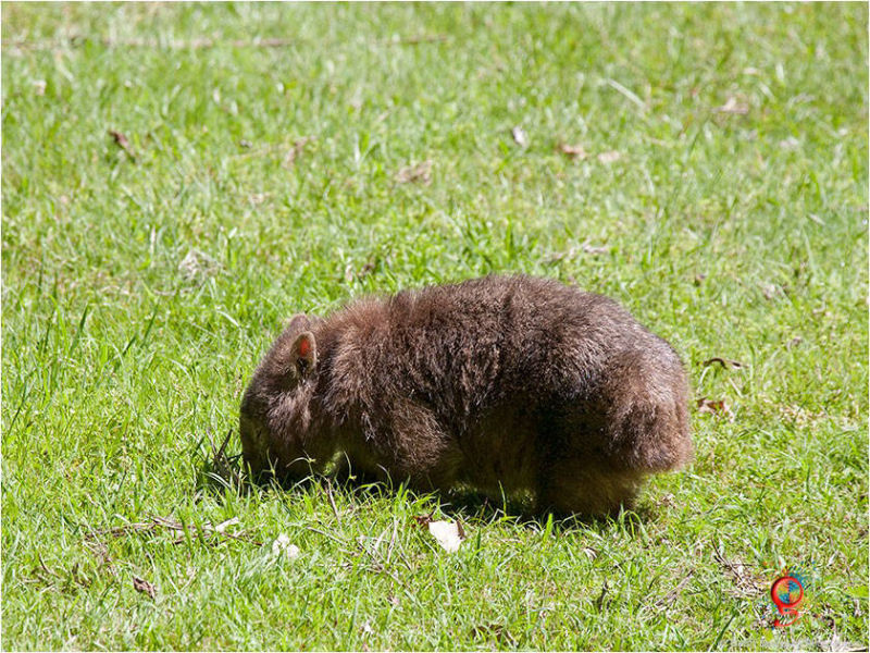 Wombats at Wombolly