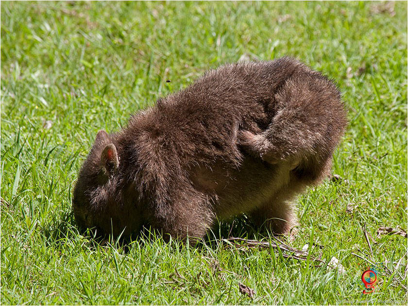 Wombats at Wombolly