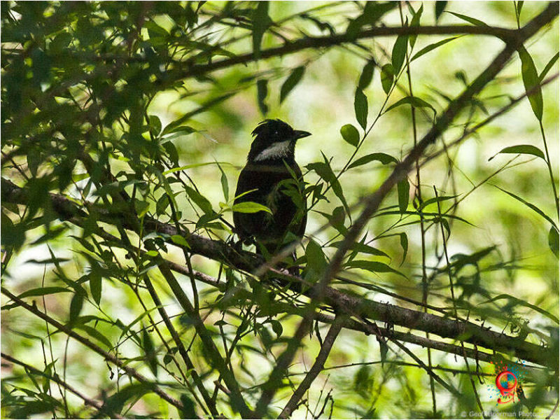 Eastern Whipbird at Wombolly