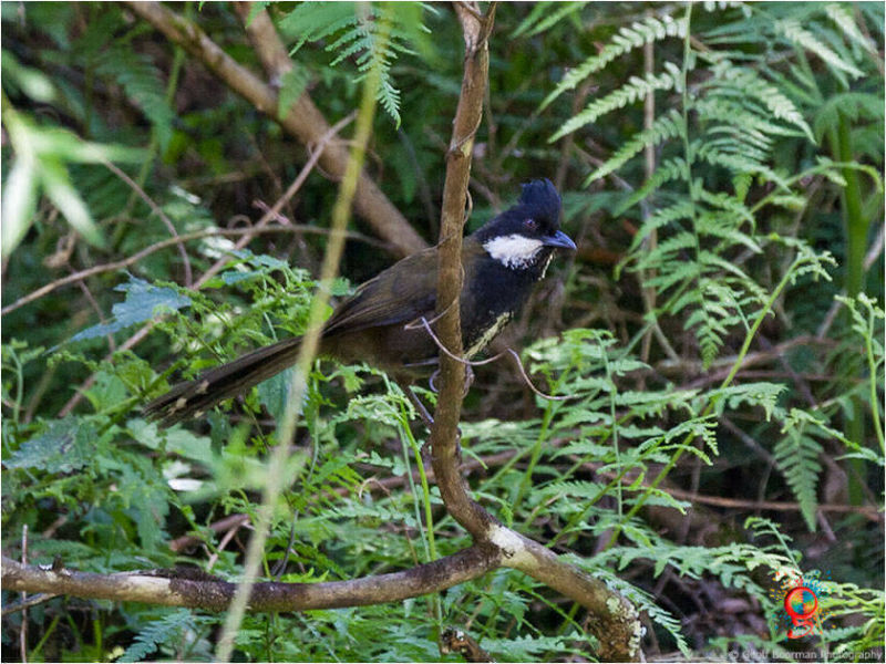 Eastern Whipbird at Wombolly