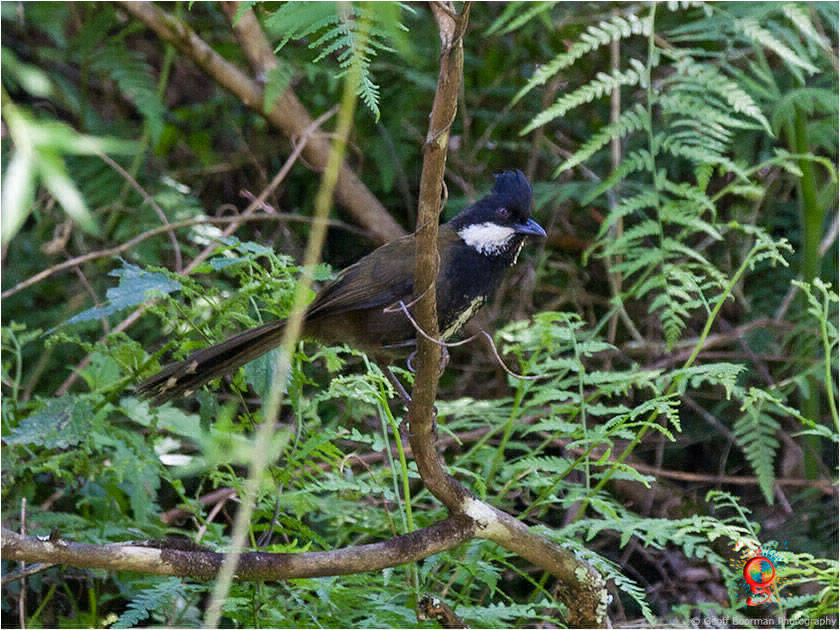 Eastern Whipbird at Wombolly