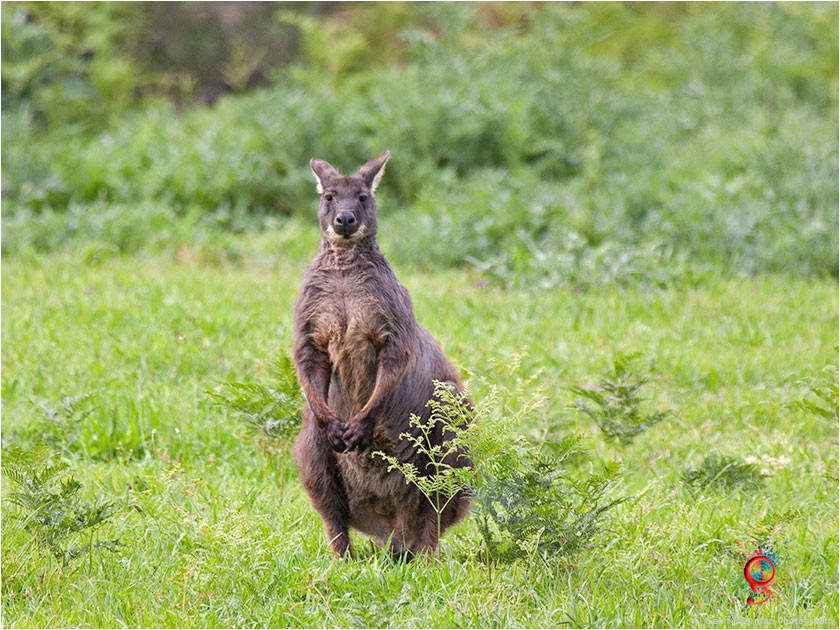 Wallaroos at Wombolly