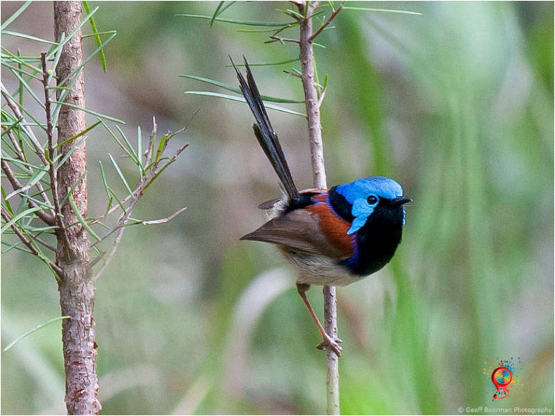 Variegated Fairy-wren at Wombolly
